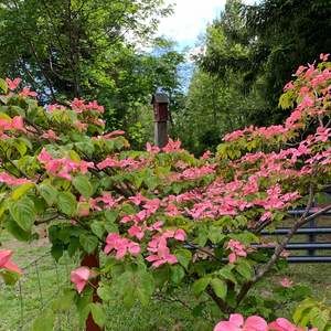 Meet your Posher, Janice